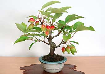 ミヤマカイドウ-A（みやまかいどう・深山海棠）盆栽の樹作りの参考樹形・Malus sieboldii Best bonsai