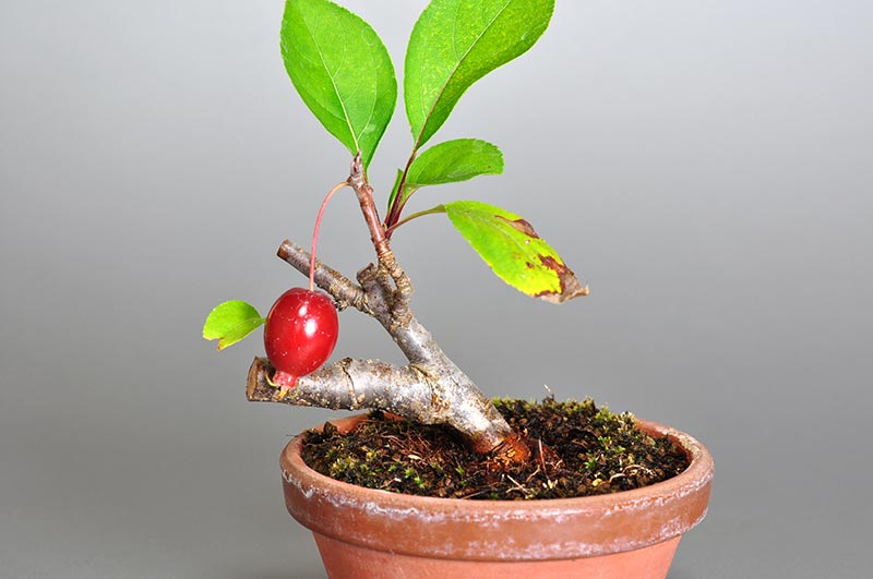 ミヤマカイドウ-A1（ヒメビコウ・みやまかいどう・深山海棠）実もの盆栽の販売と育て方・作り方・Malus sieboldii bonsai