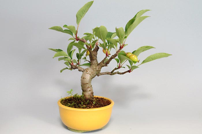 ミヤマカイドウ-B（ヒメビコウ・みやまかいどう・深山海棠）実もの盆栽を裏側から見た景色・Malus sieboldii bonsai