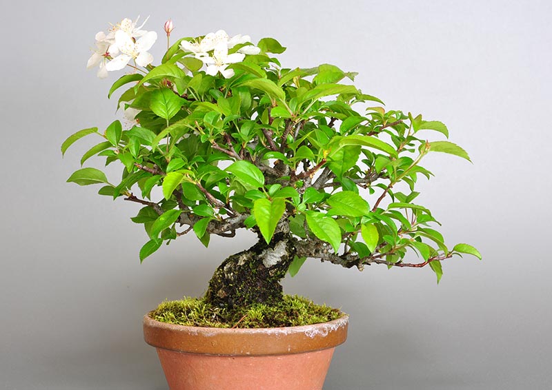 ミヤマカイドウ-B1（ヒメビコウ・みやまかいどう・深山海棠）実もの盆栽を裏側から見た景色・Malus sieboldii bonsai