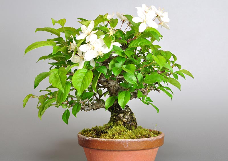 ミヤマカイドウ-B1（ヒメビコウ・みやまかいどう・深山海棠）実もの盆栽を右側から見た景色・Malus sieboldii bonsai
