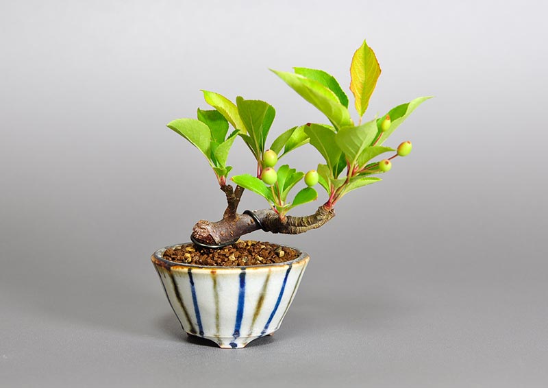 ミヤマカイドウ-C1（みやまかいどう・深山海棠）実もの盆栽の販売と育て方・作り方・Malus sieboldii bonsai photo