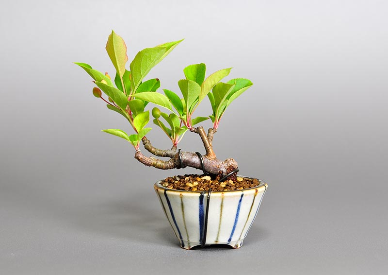 ミヤマカイドウ-C1（みやまかいどう・深山海棠）実もの盆栽を裏側から見た景色・Malus sieboldii bonsai photo