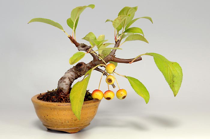 ミヤマカイドウ-D（ヒメビコウ・みやまかいどう・深山海棠）実もの盆栽の販売と育て方・作り方・Malus sieboldii bonsai