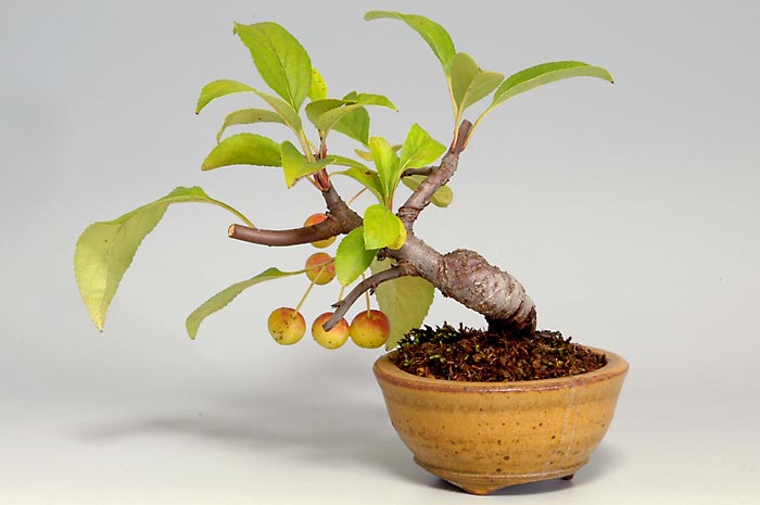 ミヤマカイドウ-D（ヒメビコウ・みやまかいどう・深山海棠）実もの盆栽を裏側から見た景色・Malus sieboldii bonsai
