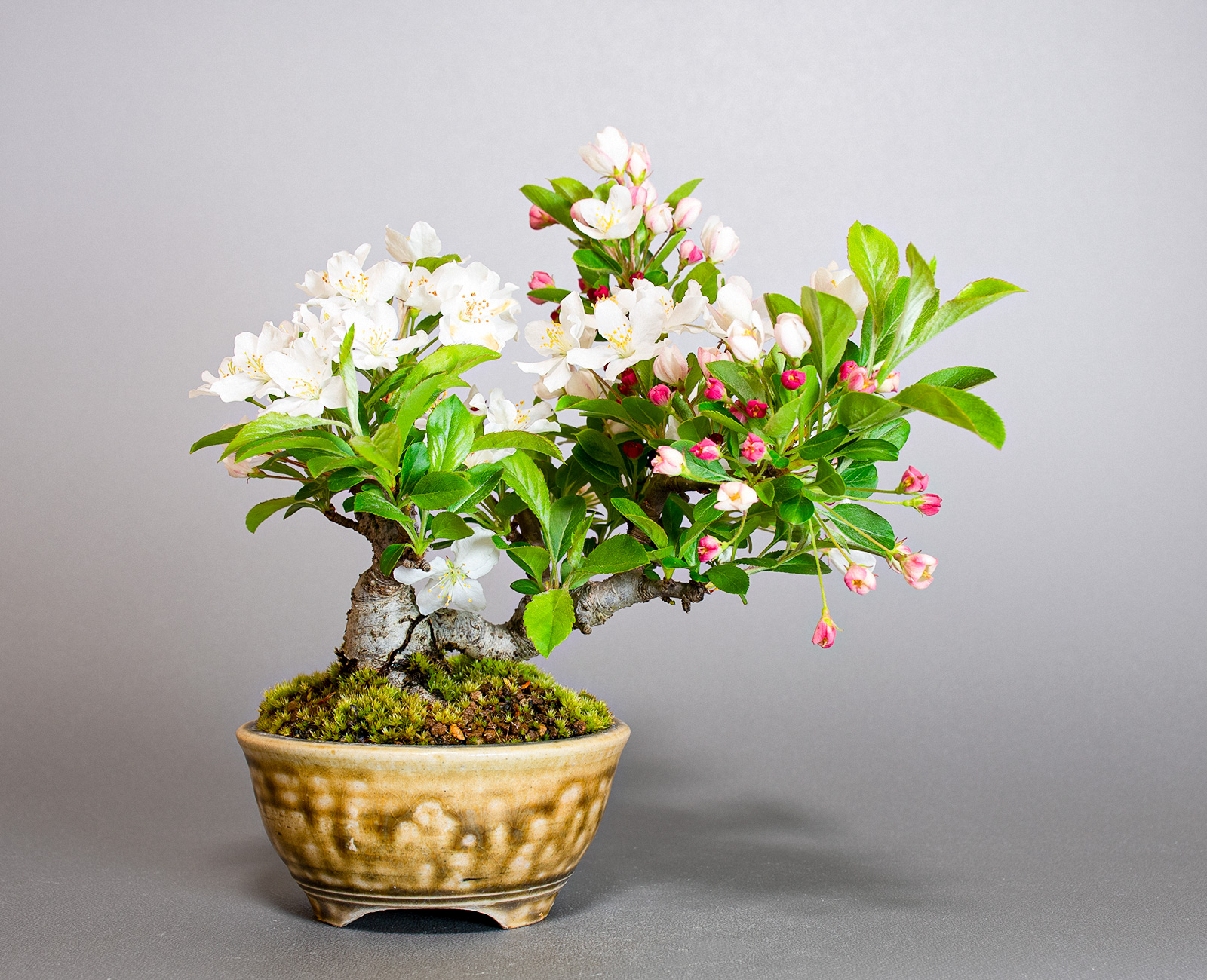 ミヤマカイドウ-D1（みやまかいどう・深山海棠）実もの盆栽の販売と育て方・作り方・Malus sieboldii bonsai