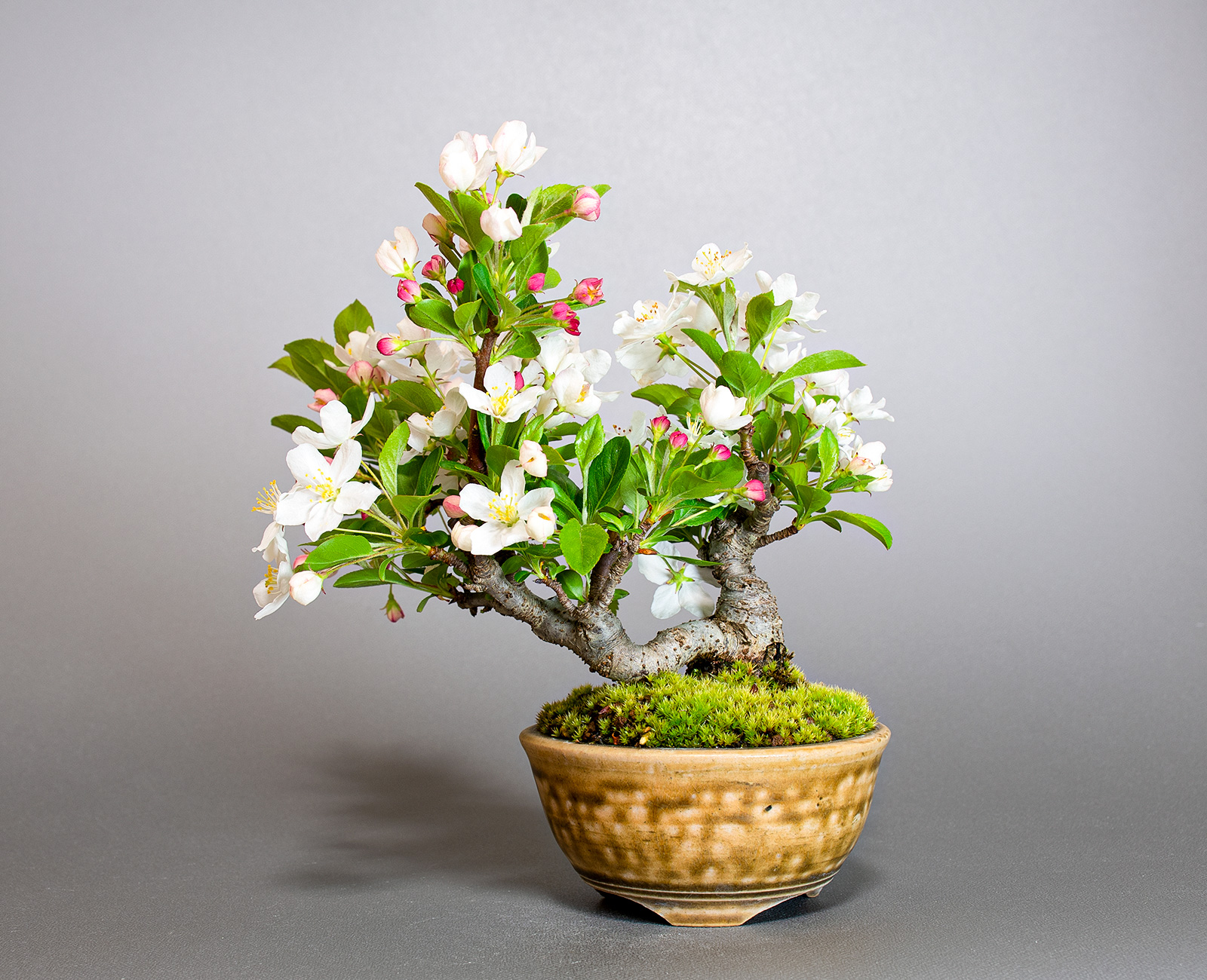 ミヤマカイドウ-D1（みやまかいどう・深山海棠）実もの盆栽を裏側から見た景色・Malus sieboldii bonsai