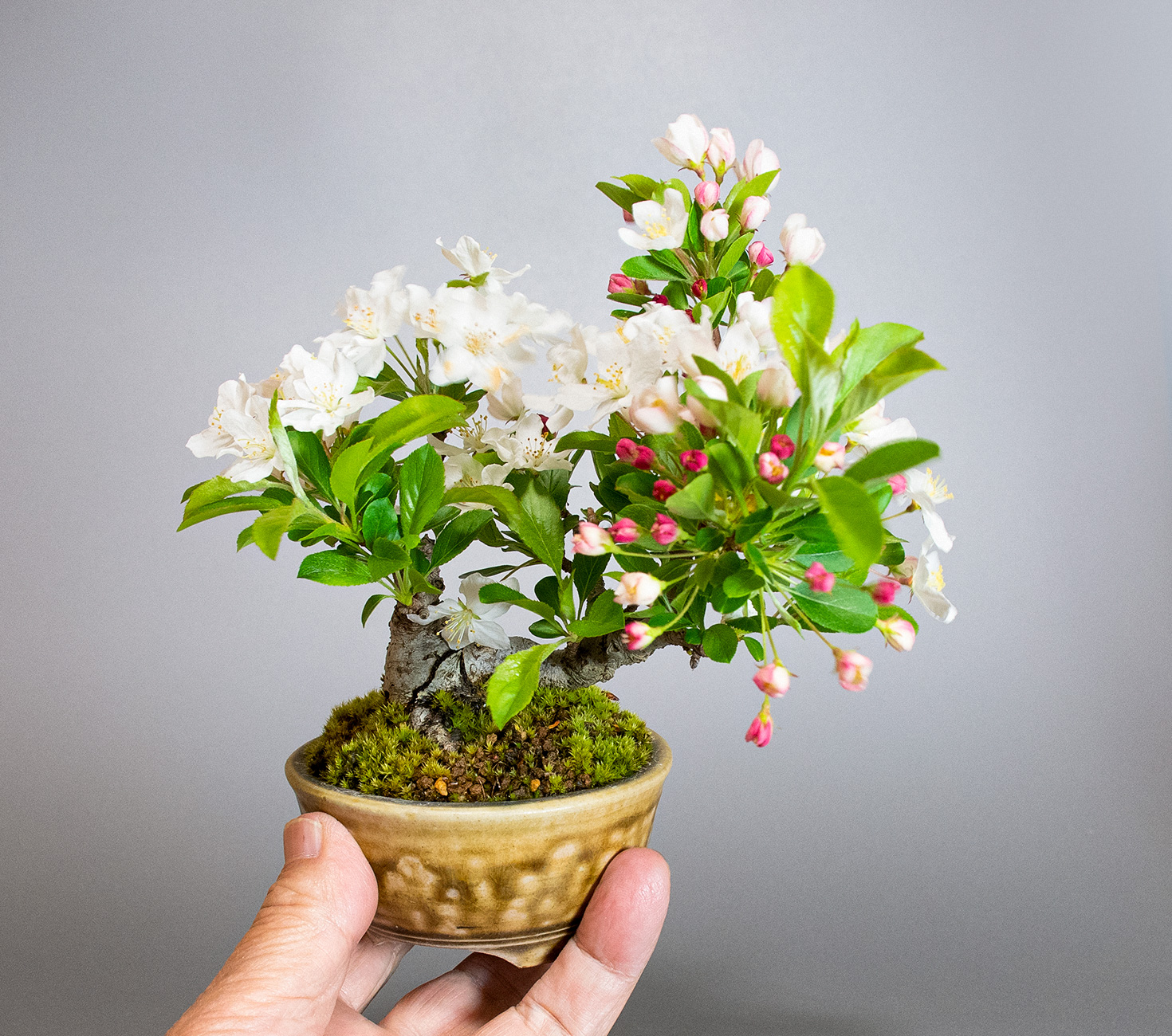 ミヤマカイドウ-D1（みやまかいどう・深山海棠）実もの盆栽の手乗りの景色・Malus sieboldii bonsai