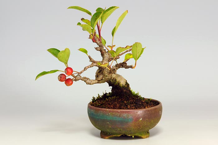 ミヤマカイドウ-E（みやまかいどう・深山海棠）実もの盆栽の販売と育て方・作り方・Malus sieboldii bonsai