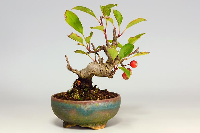 ミヤマカイドウ-E（みやまかいどう・深山海棠）実もの盆栽を裏側から見た景色・Malus sieboldii bonsai