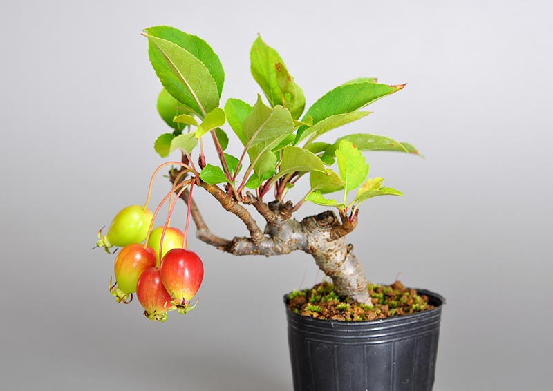 ミヤマカイドウF（カイドウ・みやまかいどう・深山海棠）実もの盆栽の販売と育て方・作り方