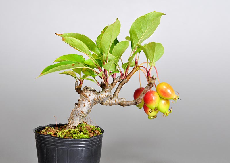 ミヤマカイドウF（カイドウ・みやまかいどう・深山海棠）実もの盆栽の販売と育て方・作り方