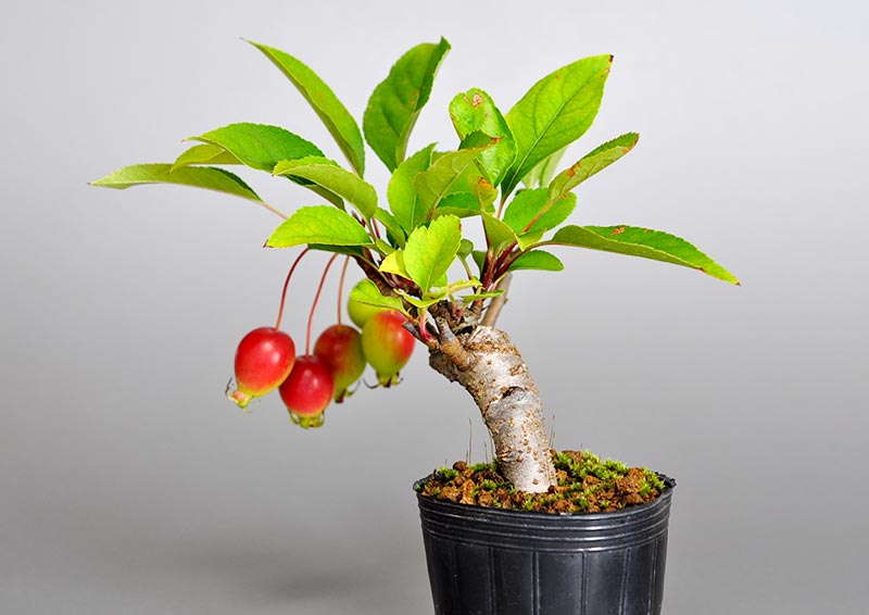 ミヤマカイドウF（みやまかいどう・深山海棠）実もの盆栽を右側から見た景色・Malus sieboldii bonsai photo