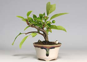 ミヤマカイドウG（みやまかいどう・深山海棠）実もの盆栽の成長記録-1・Malus sieboldii bonsai
