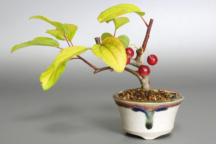 ミヤマカイドウG（みやまかいどう・深山海棠）実もの盆栽の販売と育て方・作り方・Malus sieboldii bonsai