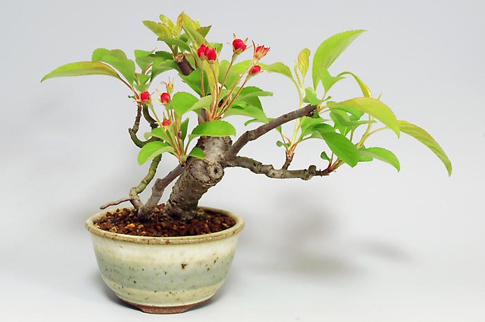 ミヤマカイドウL（ヒメビコウ・みやまかいどう・深山海棠）実もの盆栽の販売と育て方・作り方・Malus sieboldii bonsai