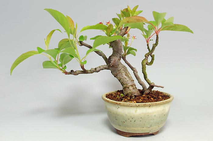 ミヤマカイドウL（ヒメビコウ・みやまかいどう・深山海棠）実もの盆栽を裏側から見た景色・Malus sieboldii bonsai