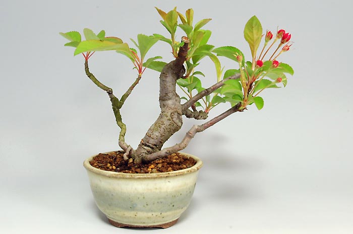 ミヤマカイドウL（ヒメビコウ・みやまかいどう・深山海棠）実もの盆栽を左側から見た景色・Malus sieboldii bonsai