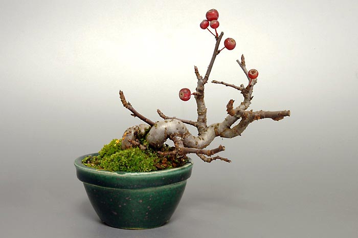 ミヤマカイドウS（ヒメビコウ・みやまかいどう・深山海棠）実もの盆栽の販売と育て方・作り方・Malus sieboldii bonsai