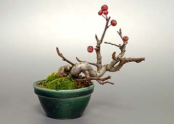 ミヤマカイドウ-S（みやまかいどう・深山海棠）盆栽の樹作りの参考樹形・Malus sieboldii Best bonsai