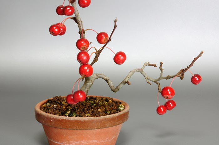 ミヤマカイドウT（ヒメビコウ・みやまかいどう・深山海棠）実もの盆栽の販売と育て方・作り方・Malus sieboldii bonsai