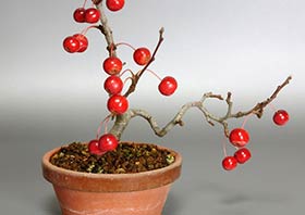 ミヤマカイドウ盆栽・深山海盆栽・Malus sieboldii bonsai｜おすすめの実もの盆栽