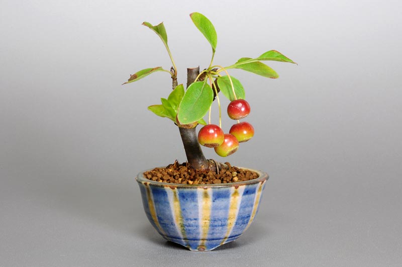 ミヤマカイドウU（ヒメビコウ・みやまかいどう・深山海棠）実もの盆栽の販売と育て方・作り方・Malus sieboldii bonsai
