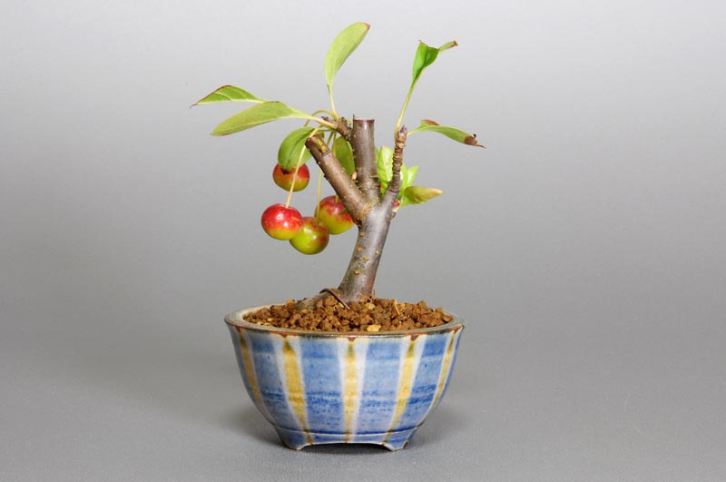 ミヤマカイドウU（ヒメビコウ・みやまかいどう・深山海棠）実もの盆栽を裏側から見た景色・Malus sieboldii bonsai