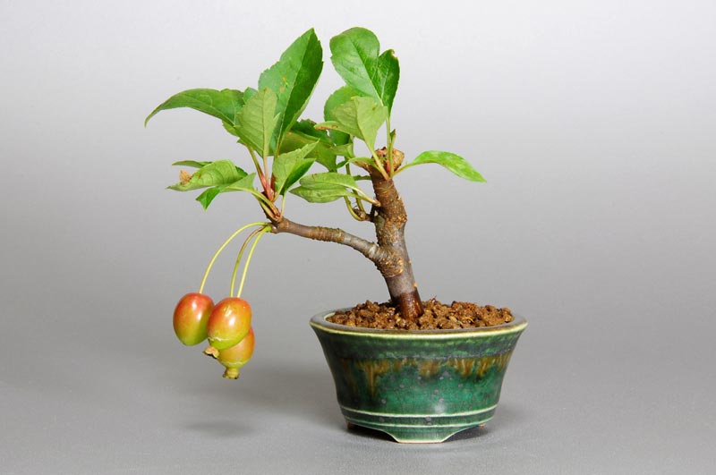 ミヤマカイドウV（ヒメビコウ・みやまかいどう・深山海棠）実もの盆栽の販売と育て方・作り方・Malus sieboldii bonsai