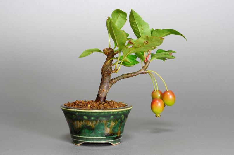 ミヤマカイドウV（ヒメビコウ・みやまかいどう・深山海棠）実もの盆栽を裏側から見た景色・Malus sieboldii bonsai