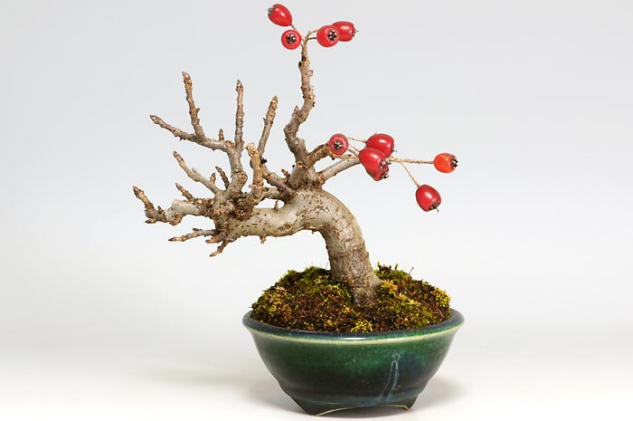 カマツカA-1（かまつか・鎌柄・ニホンカマツカ・日本鎌柄）実もの盆栽の販売と育て方・作り方・Pourthiaea villosa bonsai