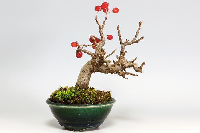 ミニ盆栽・カマツカA-1（かまつか・鎌柄・ニホンカマツカ・日本鎌柄）実もの盆栽を裏側から見た景色・Pourthiaea villosa bonsai