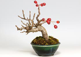 ミニ盆栽・カマツカA（かまつか・鎌柄・ニホンカマツカ・日本鎌柄）実もの盆栽の成長記録-1・Pourthiaea villosa bonsai