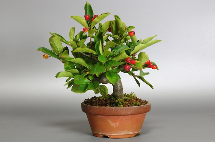 カマツカA（かまつか・鎌柄・ニホンカマツカ・日本鎌柄）実もの盆栽の販売と育て方・作り方・Pourthiaea villosa bonsai