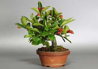 カマツカ-A（かまつか・鎌柄）盆栽の樹作りの参考樹形・Pourthiaea villosa Best bonsai