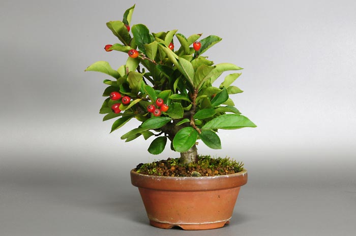 ミニ盆栽・カマツカA（かまつか・鎌柄・ニホンカマツカ・日本鎌柄）実もの盆栽を右側から見た景色・Pourthiaea villosa bonsai