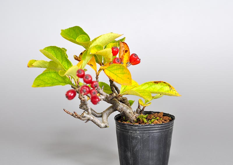 カマツカ-B2（かまつか・鎌柄・ニホンカマツカ・日本鎌柄）実もの盆栽の販売と育て方・作り方・Pourthiaea villosa bonsai