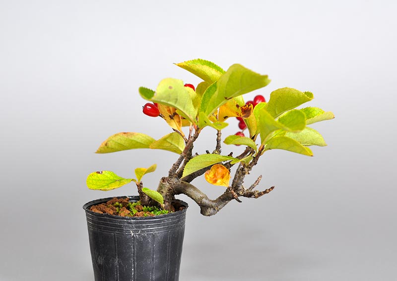 ミニ盆栽・カマツカ-B2（かまつか・鎌柄・ニホンカマツカ・日本鎌柄）実もの盆栽を裏側から見た景色・Pourthiaea villosa bonsai