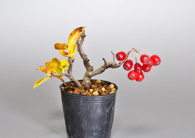 カマツカ-C2（かまつか・鎌柄・ニホンカマツカ・日本鎌柄）実もの盆栽の販売と育て方・作り方・Pourthiaea villosa bonsai