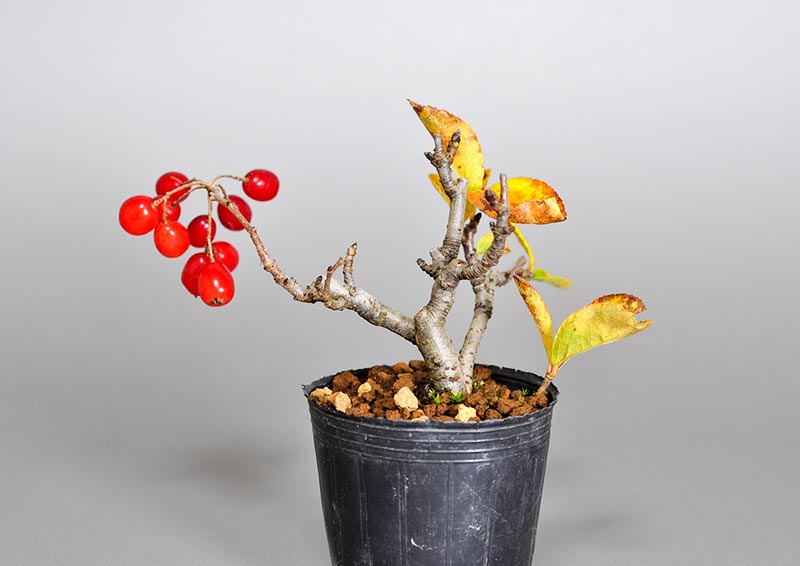 ミニ盆栽・カマツカ-C2（かまつか・鎌柄・ニホンカマツカ・日本鎌柄）実もの盆栽を裏側から見た景色・Pourthiaea villosa bonsai