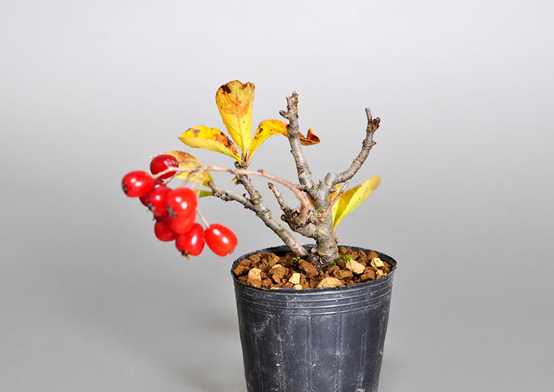 ミニ盆栽・カマツカ-C2（かまつか・鎌柄・ニホンカマツカ・日本鎌柄）実もの盆栽を右側から見た景色・Pourthiaea villosa bonsai