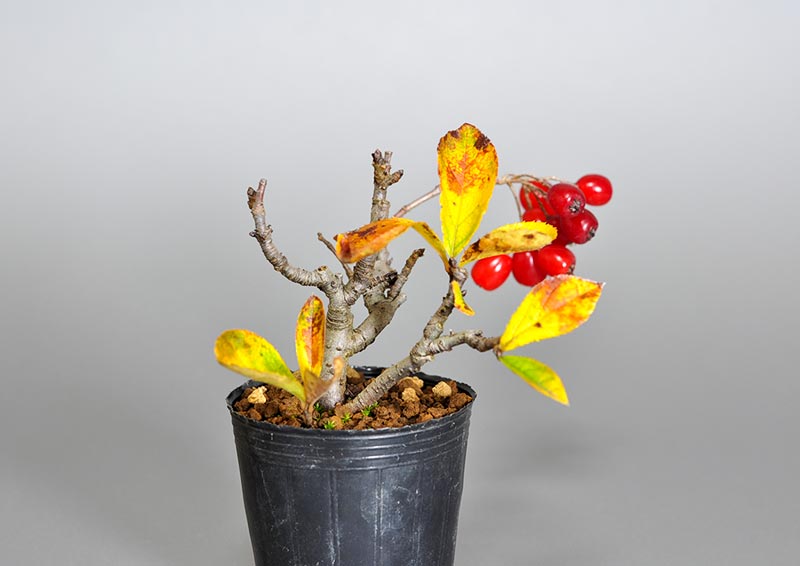ミニ盆栽・カマツカ-C2（かまつか・鎌柄・ニホンカマツカ・日本鎌柄）実もの盆栽を左側から見た景色・Pourthiaea villosa bonsai
