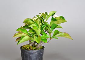 カマツカ-D2（鎌柄盆栽）Pourthiaea villosa bonsaiの販売・通販店｜Bonsai trees Shop