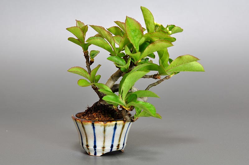 カマツカ-E1（かまつか・鎌柄・ニホンカマツカ・日本鎌柄）実もの盆栽を左側から見た景色・Pourthiaea villosa bonsai