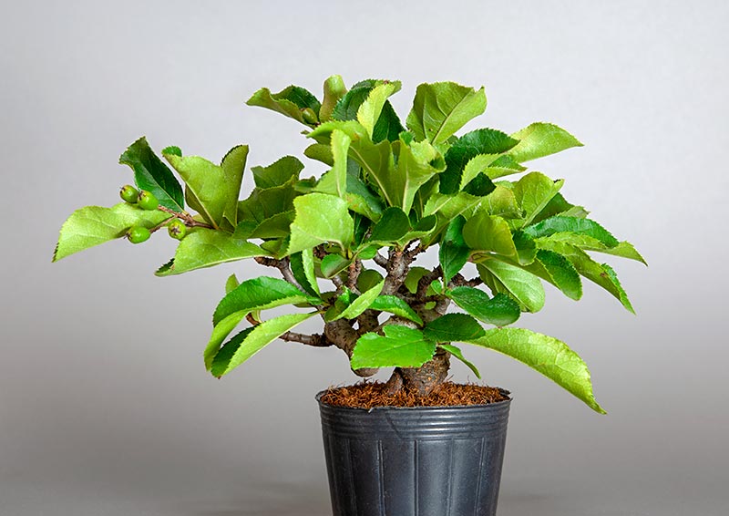 カマツカ-E2-1（かまつか・鎌柄・ニホンカマツカ・日本鎌柄）実もの盆栽の販売と育て方・作り方・Pourthiaea villosa bonsai