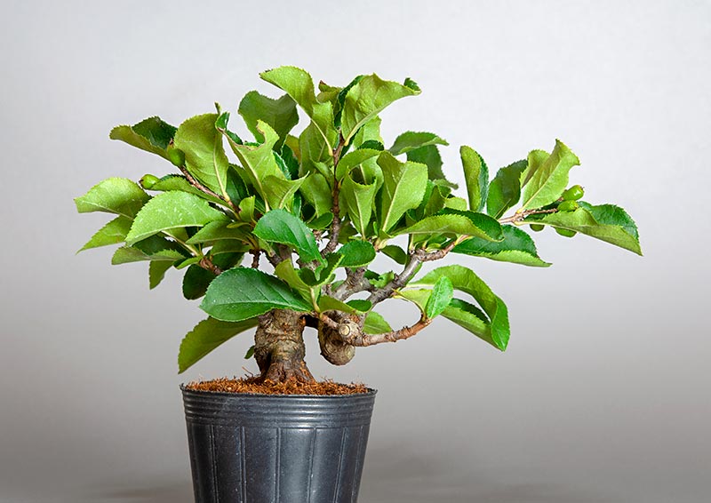 盆栽・カマツカ-E2-1（かまつか・鎌柄・ニホンカマツカ・日本鎌柄）実もの盆栽を裏側から見た景色・Pourthiaea villosa bonsai