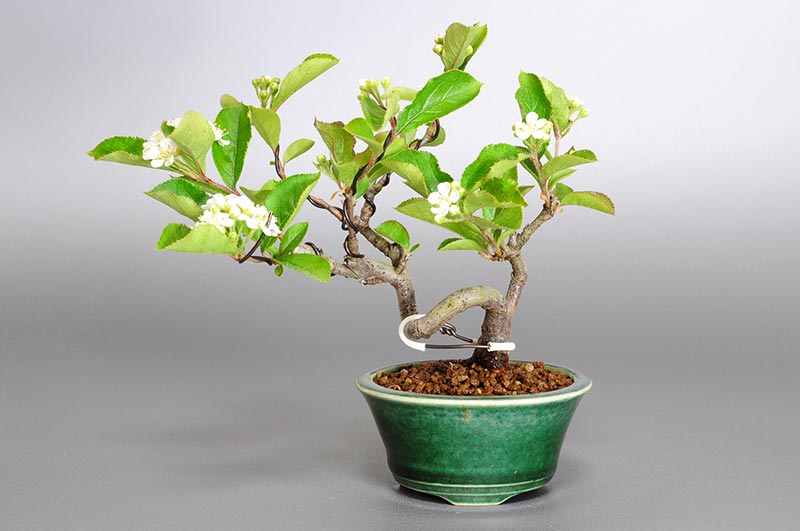 カマツカ-F1-1（かまつか・鎌柄・ニホンカマツカ・日本鎌柄）実もの盆栽の販売と育て方・作り方・Pourthiaea villosa bonsai