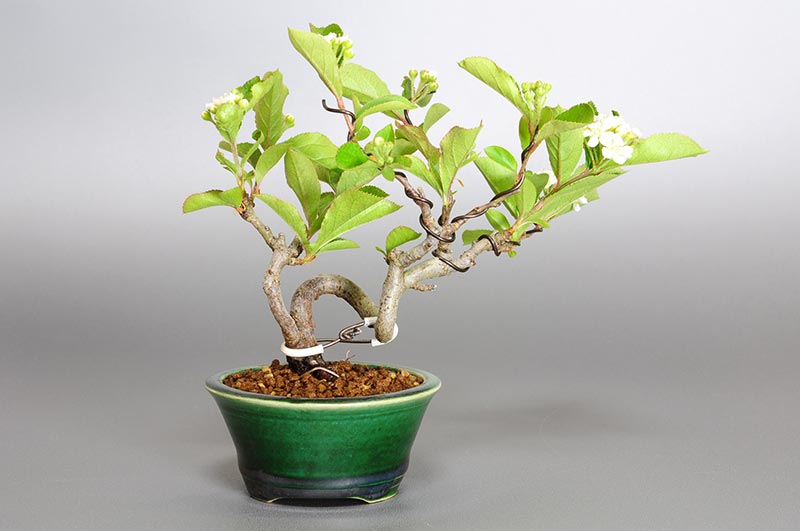 ミニ盆栽・カマツカ-F1-1（かまつか・鎌柄・ニホンカマツカ・日本鎌柄）実もの盆栽を裏側から見た景色・Pourthiaea villosa bonsai