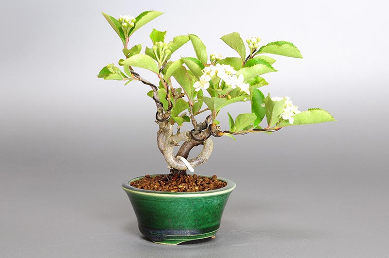 ミニ盆栽・カマツカ-F1-1（かまつか・鎌柄・ニホンカマツカ・日本鎌柄）実もの盆栽を左側から見た景色・Pourthiaea villosa bonsai