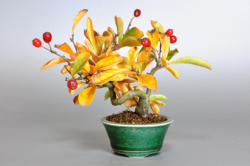 カマツカ-F1（かまつか・鎌柄・ニホンカマツカ・日本鎌柄）実もの盆栽の販売と育て方・作り方・Pourthiaea villosa bonsai